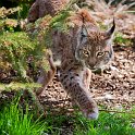 slides/IMG_8076.jpg wildlife, feline, cat, predator, fur, eurasian, lynx, eye, ear, tuft, prowl WBCW103 - Eurasian Lynx
